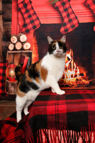 Rosy Cotton, the Calico Cutie.  Photo provided by: Stafford County SPCA